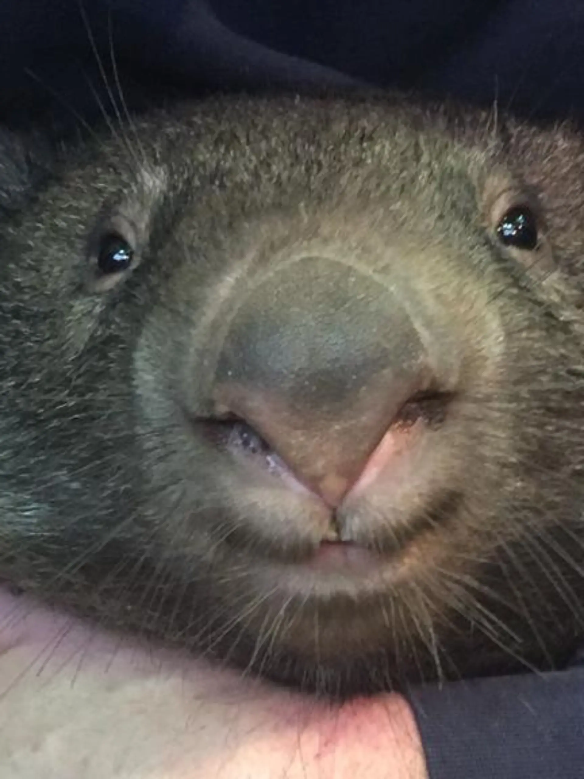 Wombat-Männchen Apari lebt im Duisburger Zoo.