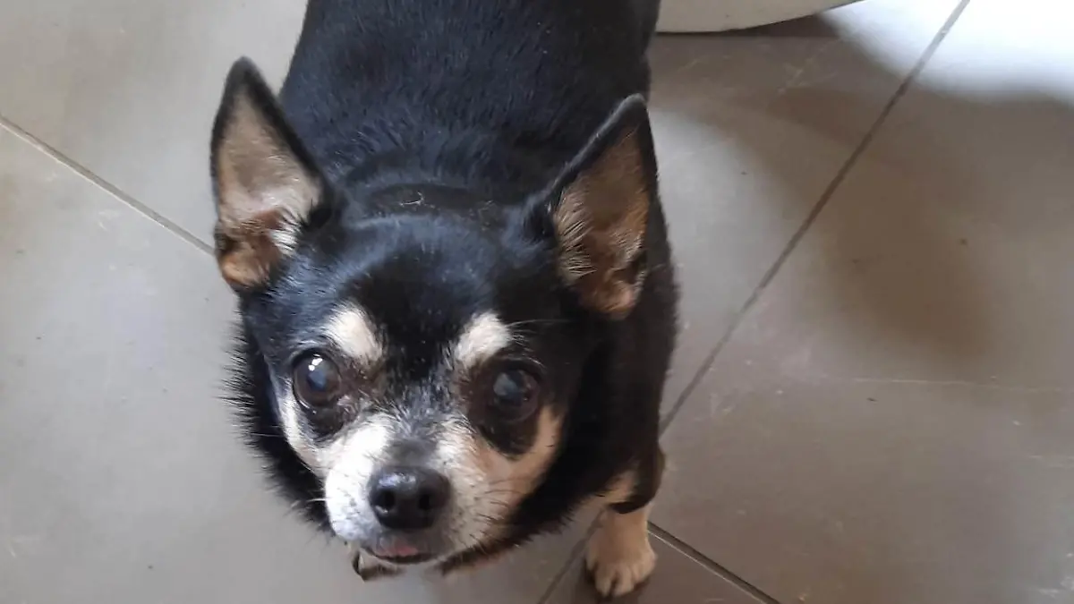 Chihuahua-Hündin verstümmelt
