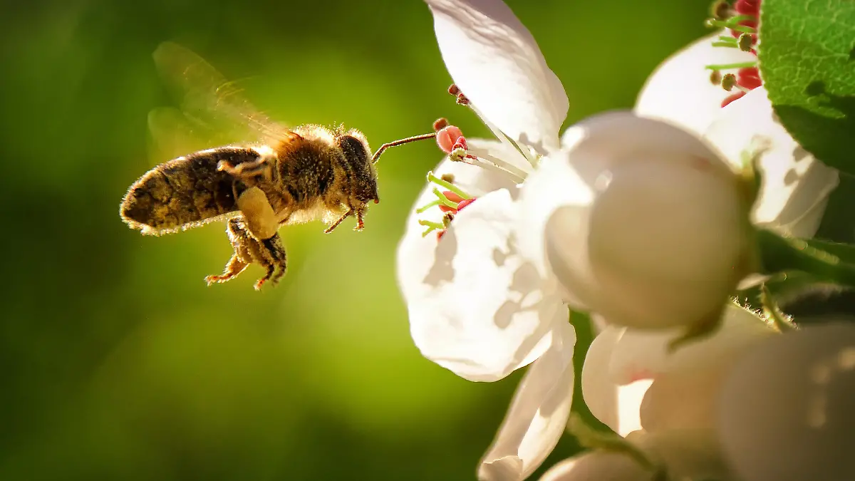Eine Biene fliegt vor einer Blume