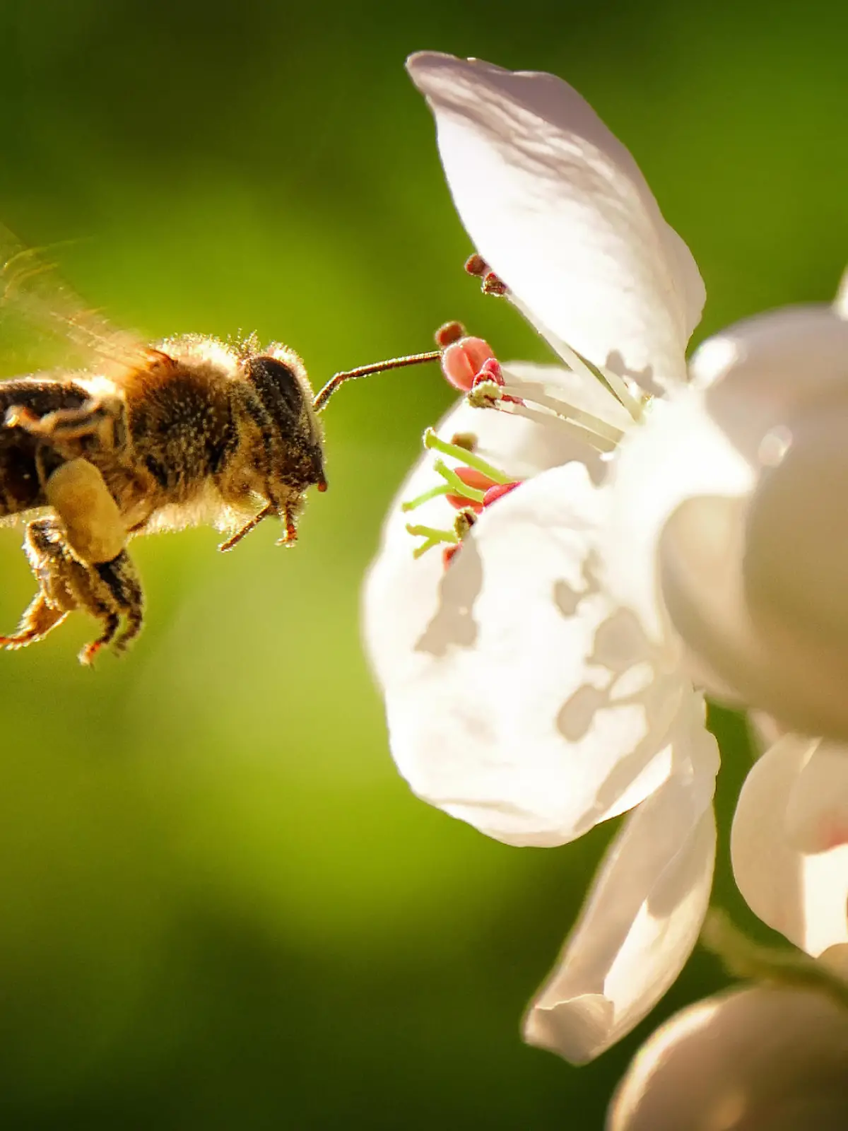 Eine Biene fliegt vor einer Blume