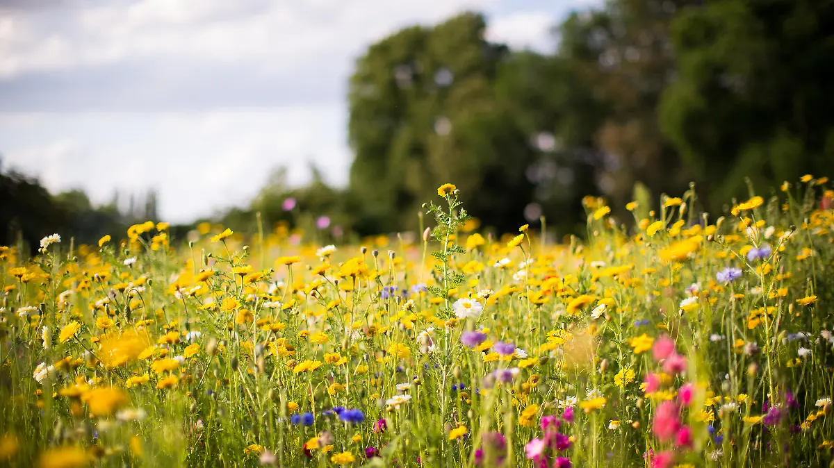 Wildblumen auf einer Wiese