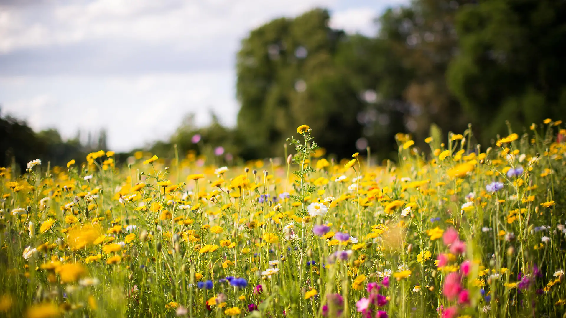 Wildblumen auf einer Wiese