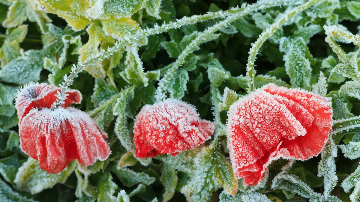 Blumen Frost