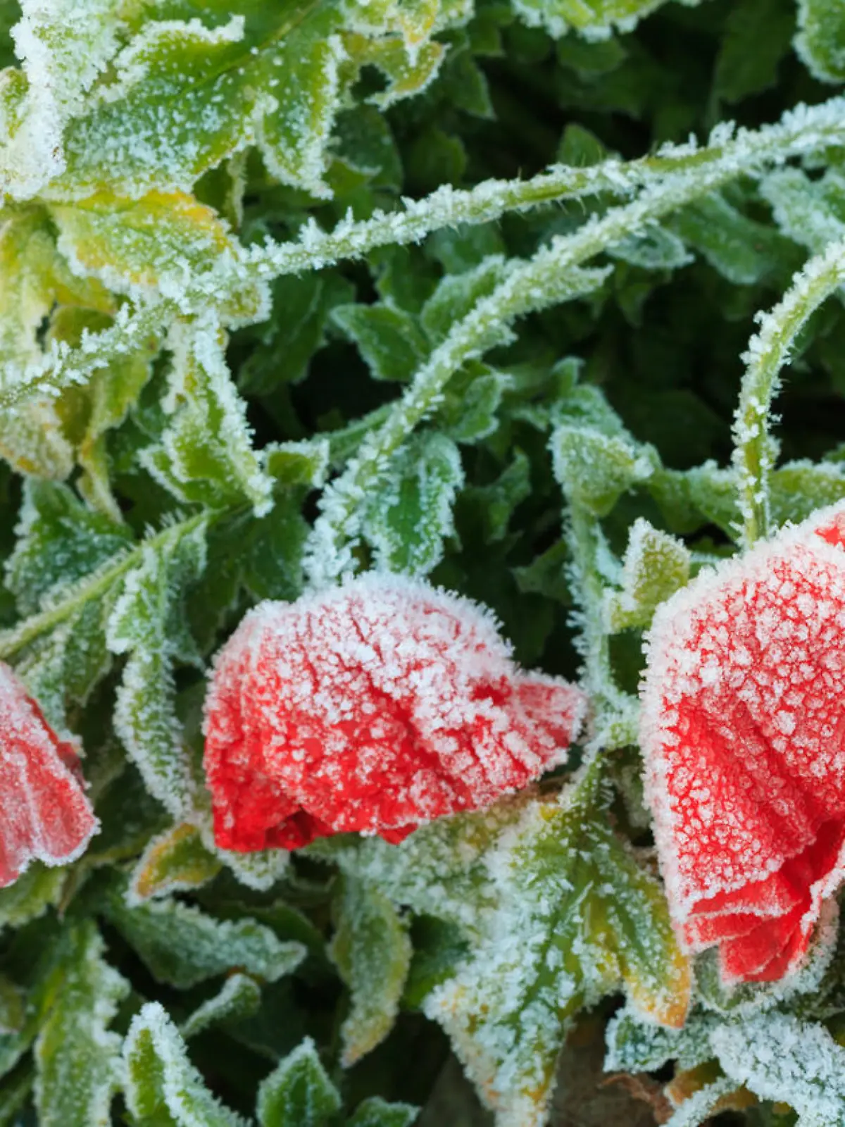 Blumen Frost