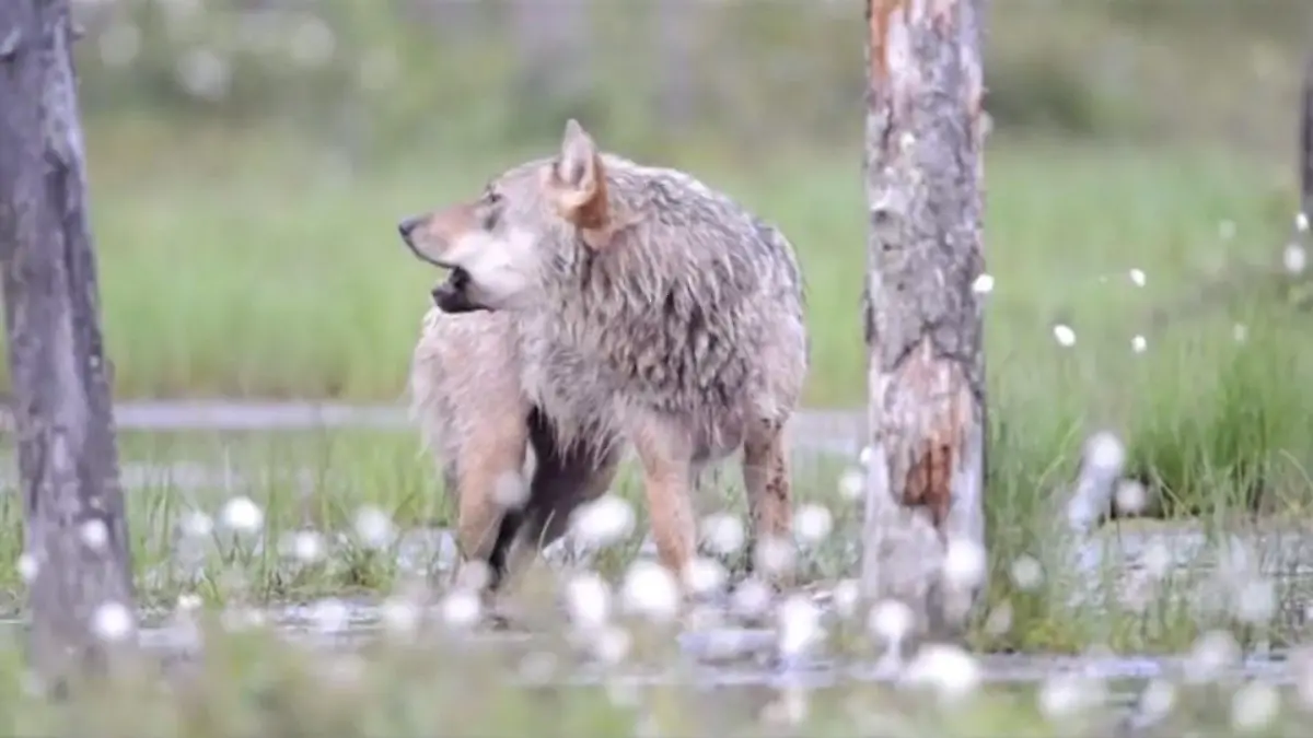 Das sollten Sie tun, wenn Sie einem Wolf begegnen Fünf Tipps