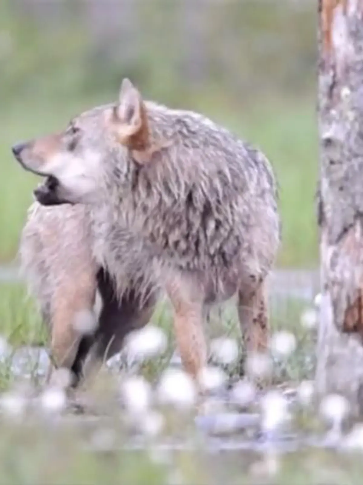 Bild zu: "Das sollten Sie tun, wenn Sie einem Wolf begegnen"