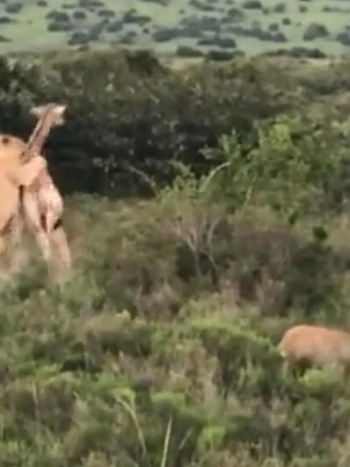 Sie hatten die fette Beute schon fest im Blick: Ein Rudel hungriger Löwen hatte es im Shamwari-Wildreservat in Südafrika auf eine junge Giraffe abgesehen, doch mit der Reaktion der tapferen Mutter hatten sie wohl nicht gerechnet. Im unfairen Kampf gegen die vier Angreifer riskiert das meterhohe Tier Kopf und Kragen, um ihr Kalb zu verteidigen. Mit heftigen Hufen-Hieben setzt sie zum Gegenangriff an – mit Erfolg. Im Video sehen Sie die tierische Rettungstat.