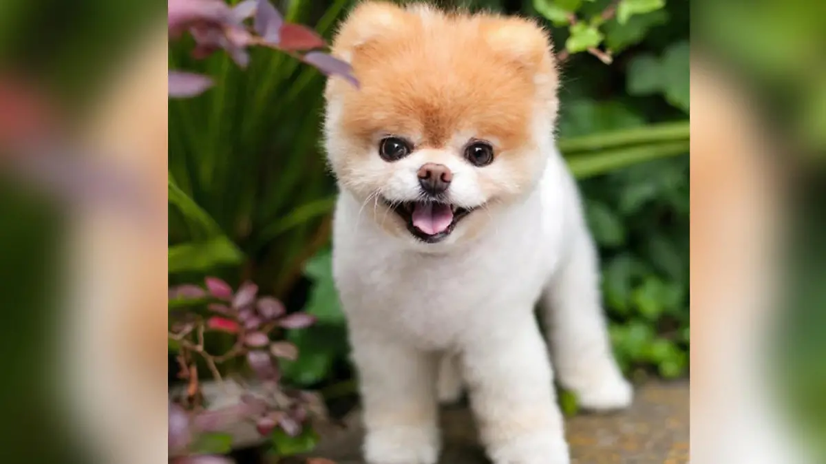 Boo