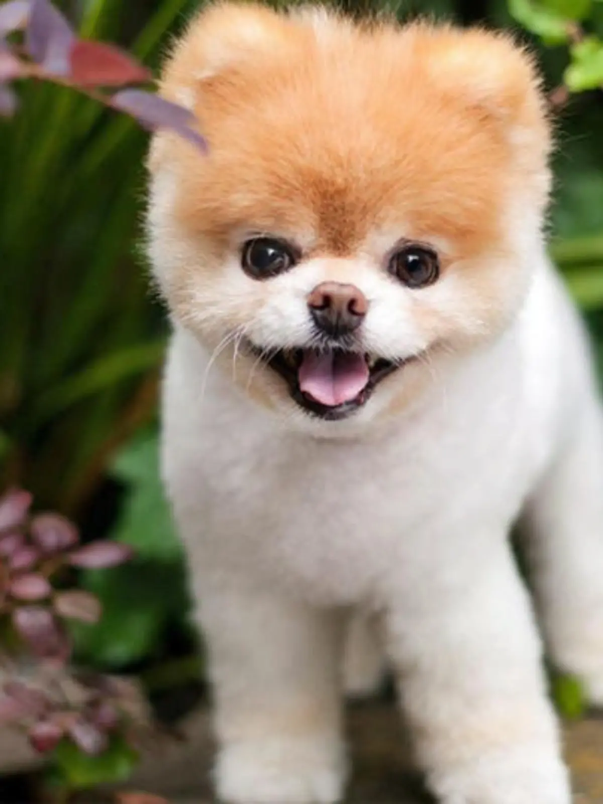 Boo