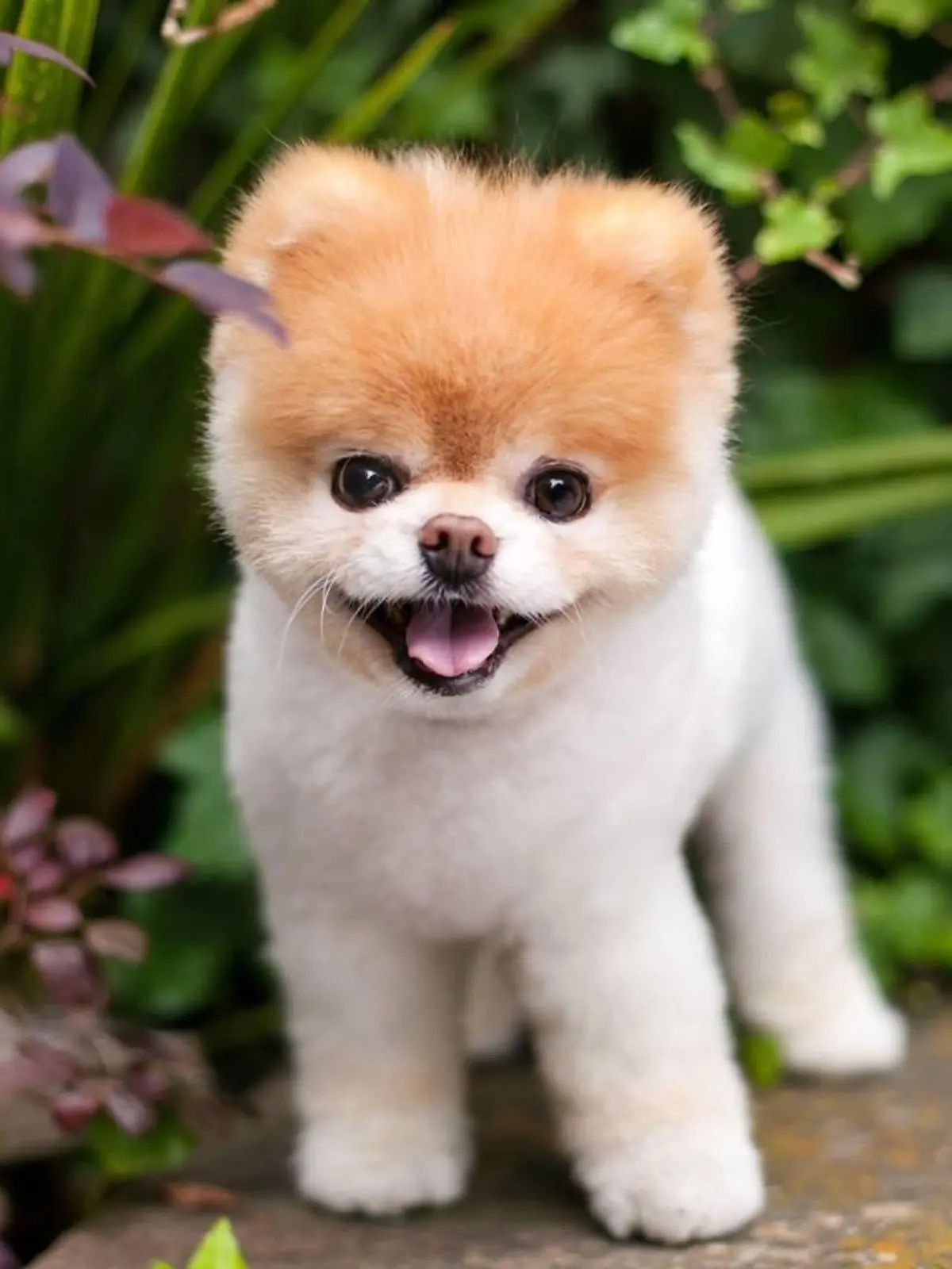 Boo Zwergspitz