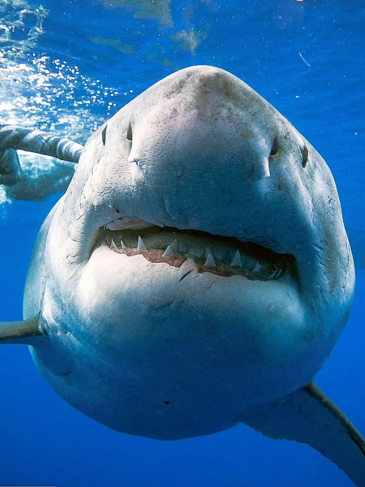 Weißer Hau und Ocean Ramsey