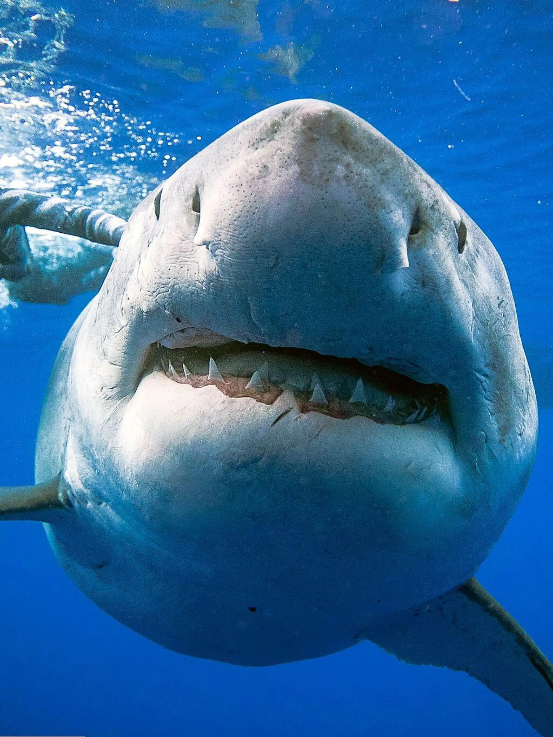 Weißer Hau und Ocean Ramsey