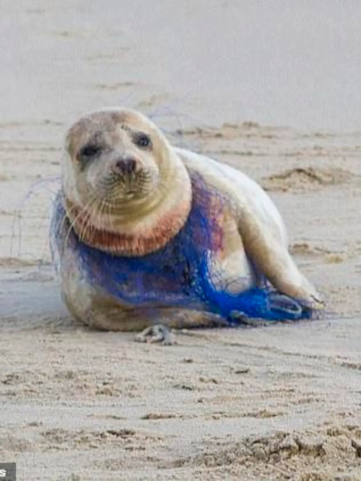 Seehund-Weibchen an der Küste von Norfolk, England.