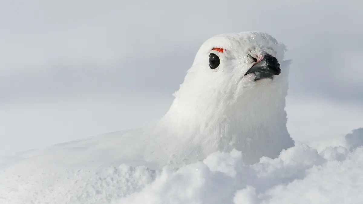 Eingeschneites Alpenschneehuhn