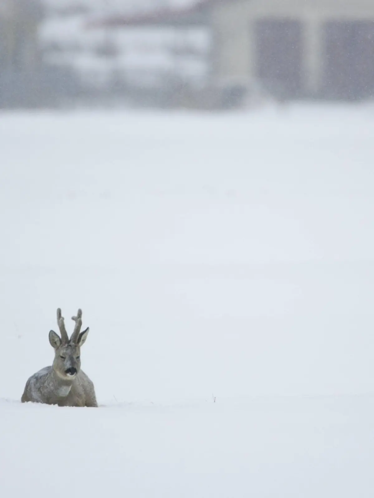 Reh im Tiefschnee