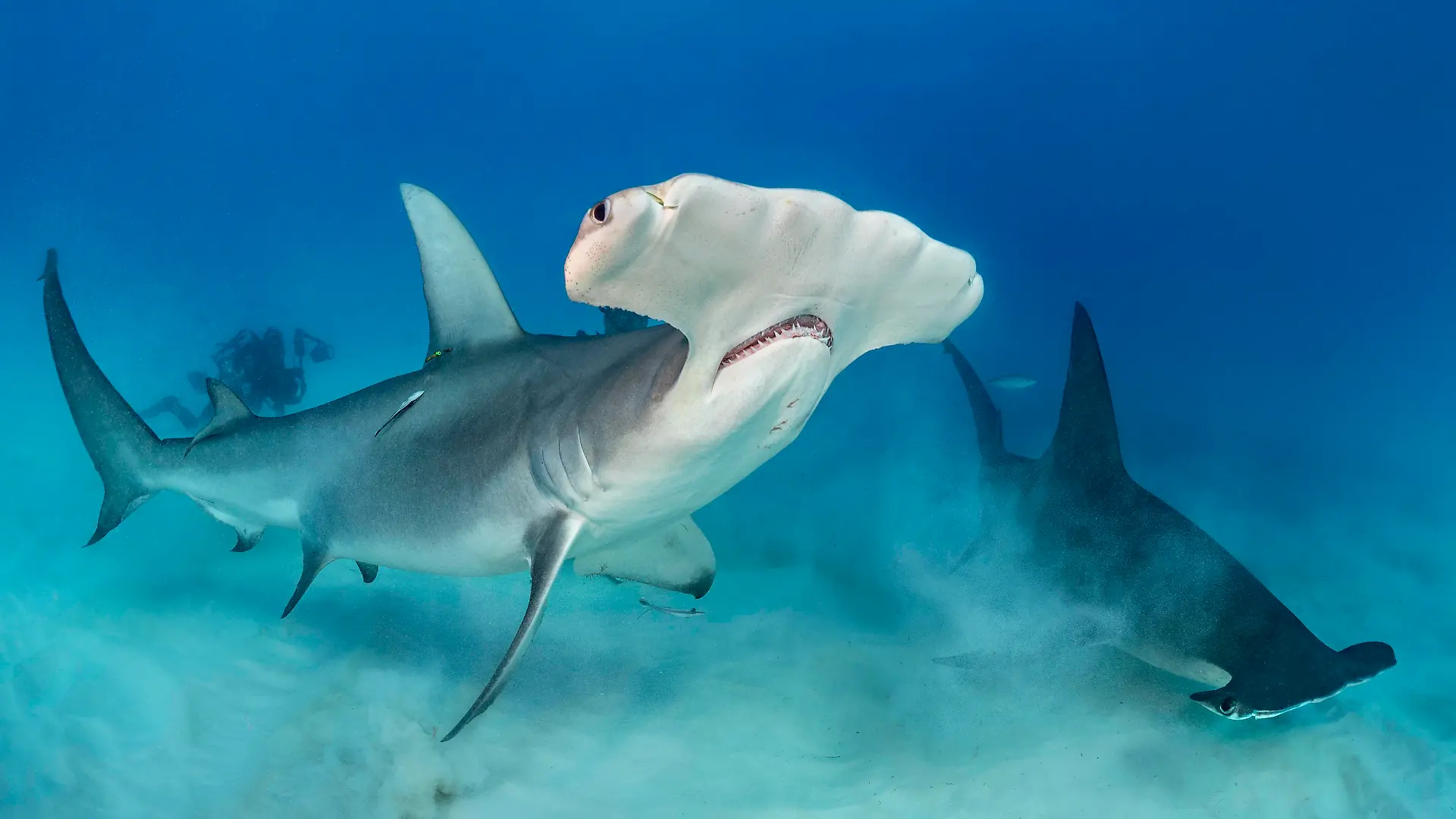 Great hammerhead sharks Sphyrna mokarran pair swimmingover seabed, South Bimini, Bahamas. The Bahamas National Shark Sanctuary. Gulf Stream, West Atlantic Ocean. PUBLICATIONxINxGERxSUIxAUTxONLY 1570210 AlexxMustard