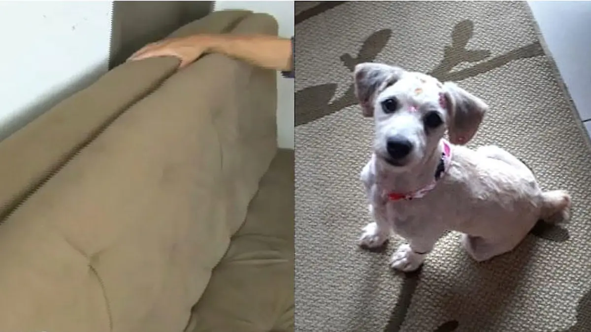 Wie kommt der Hund bloß ins Sofa? Was sich lustig anhört, ist wohl ein schwerer Fall von Tierquälerei!