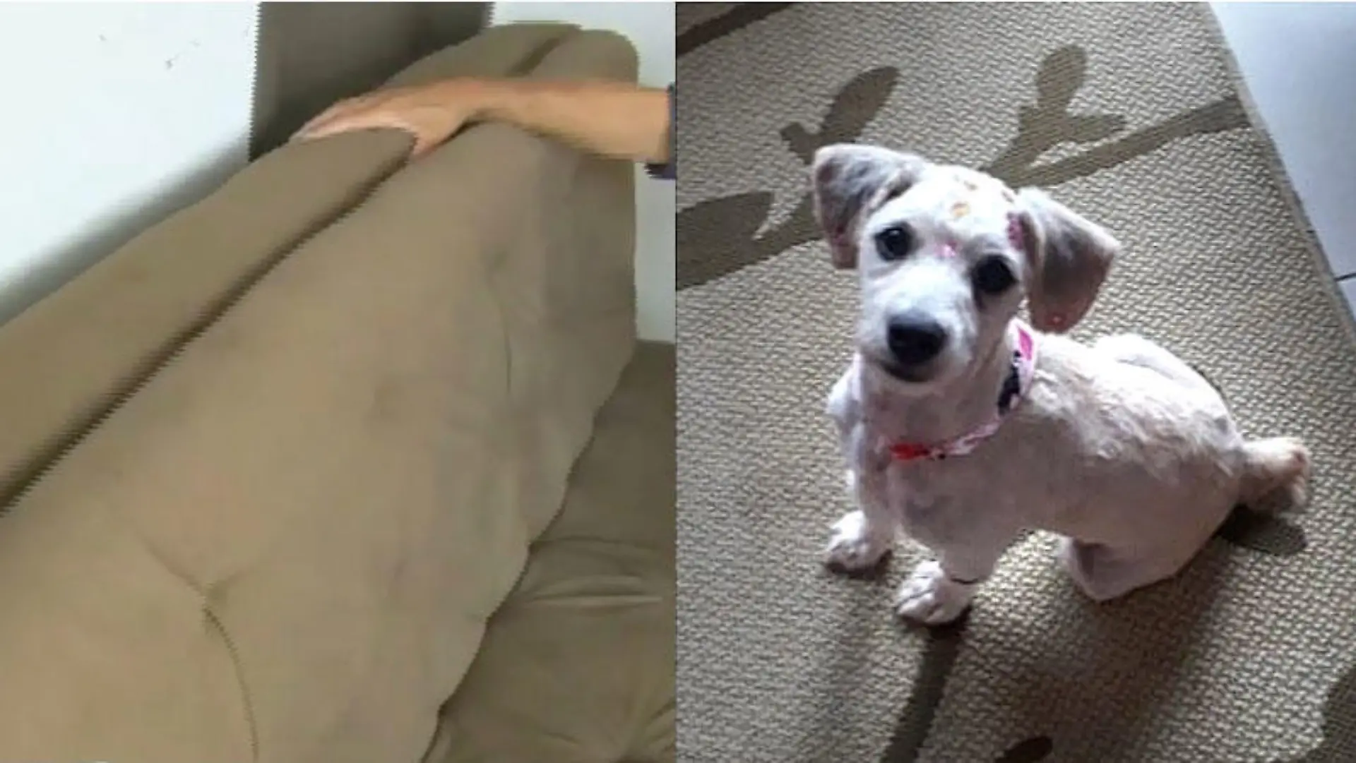 Wie kommt der Hund bloß ins Sofa? Was sich lustig anhört, ist wohl ein schwerer Fall von Tierquälerei!