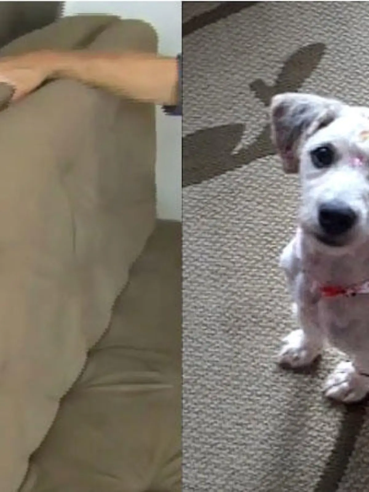 Wie kommt der Hund bloß ins Sofa? Was sich lustig anhört, ist wohl ein schwerer Fall von Tierquälerei!