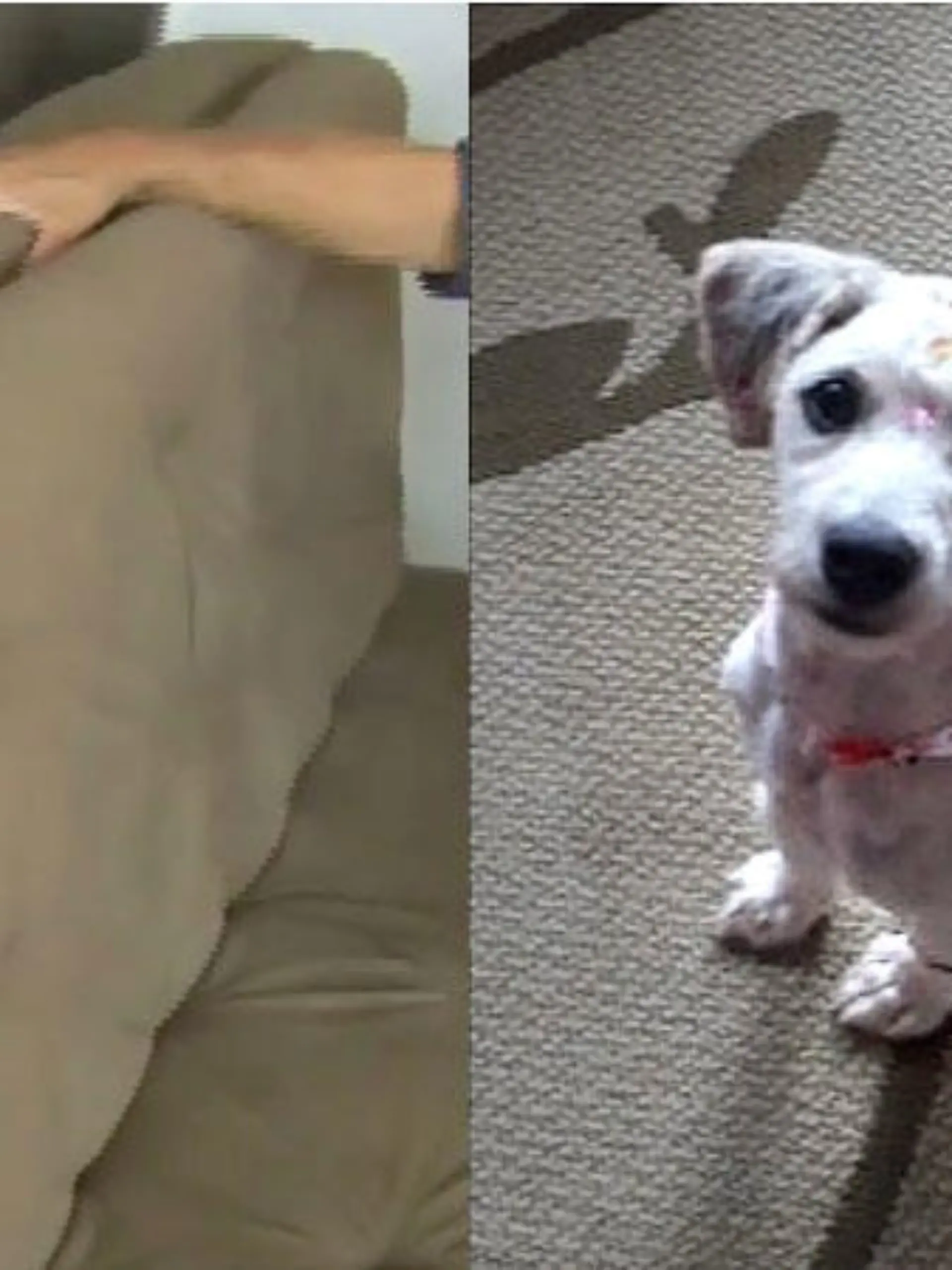 Wie kommt der Hund bloß ins Sofa? Was sich lustig anhört, ist wohl ein schwerer Fall von Tierquälerei!