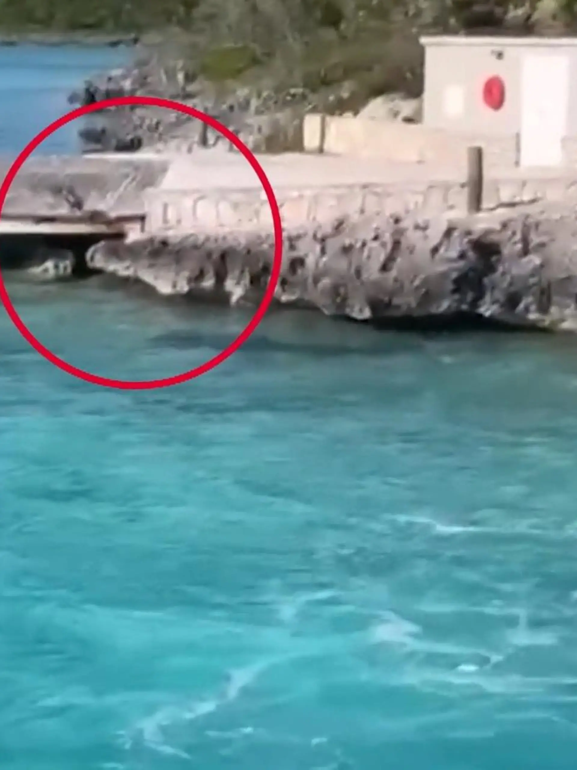 US-Touristen sind auf einem Ausflugsboot vor den Bahamas unterwegs, als sie im seichten Gewässer einen Hammerhai entdecken. Aus dem Nichts springt plötzlich ein mutiger Hund ins Wasser und stellt sich dem Kräftemessen mit dem Raubfisch.