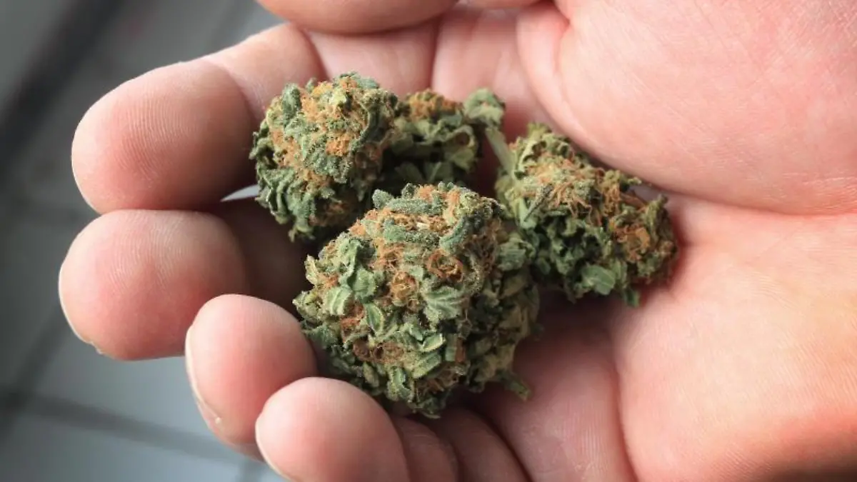 Ein Mann hält Cannabisblüten in der Hand