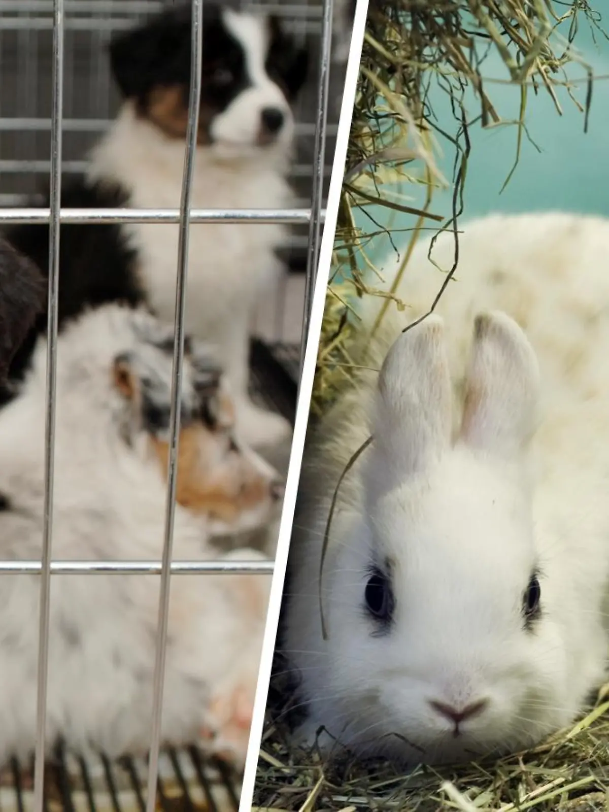 Hunde und Kaninchen in einer Zoohandlung