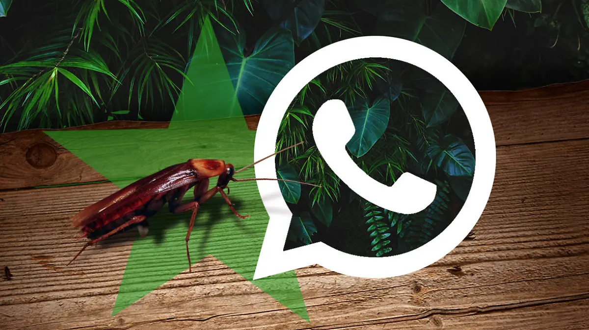 Dschungel-Newsletter per WhatsApp