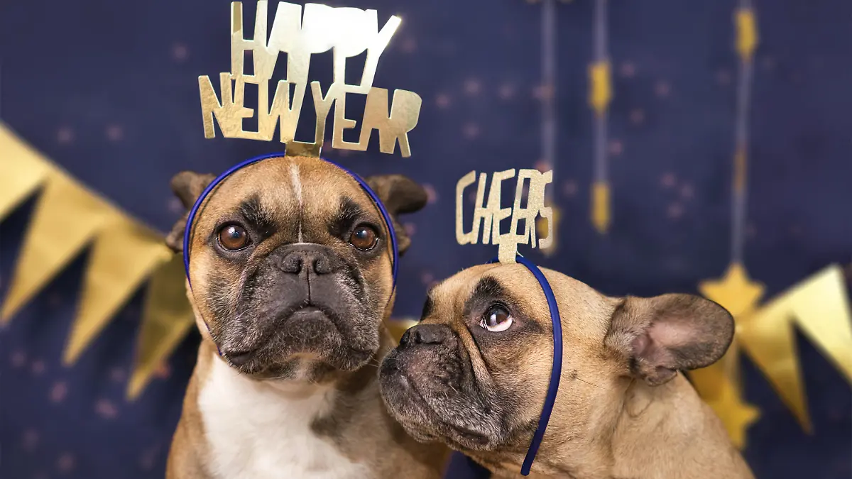 Funny French Bulldog dogs wearing golden party celebration headbands with words 'Happy new year' and 'cheers' in front of blue background