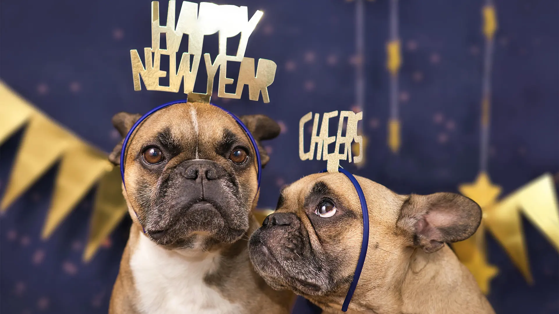 Funny French Bulldog dogs wearing golden party celebration headbands with words 'Happy new year' and 'cheers' in front of blue background