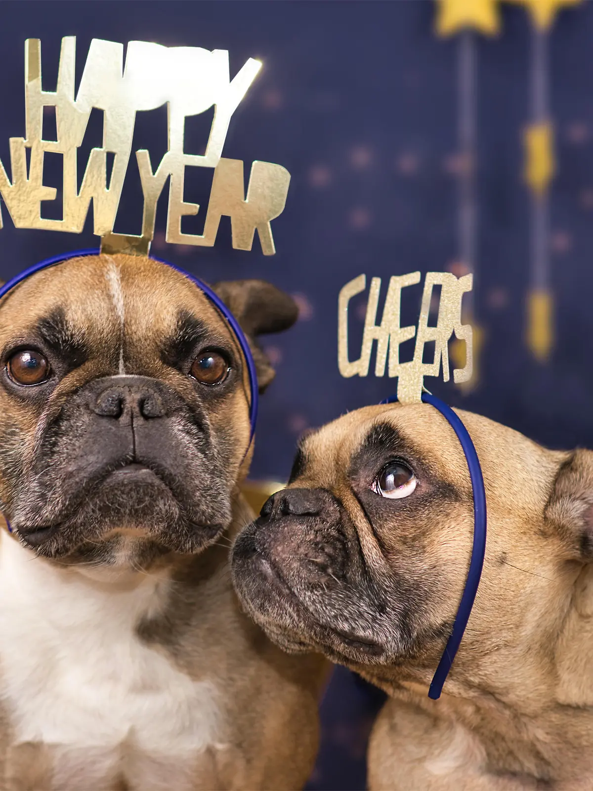 Funny French Bulldog dogs wearing golden party celebration headbands with words 'Happy new year' and 'cheers' in front of blue background