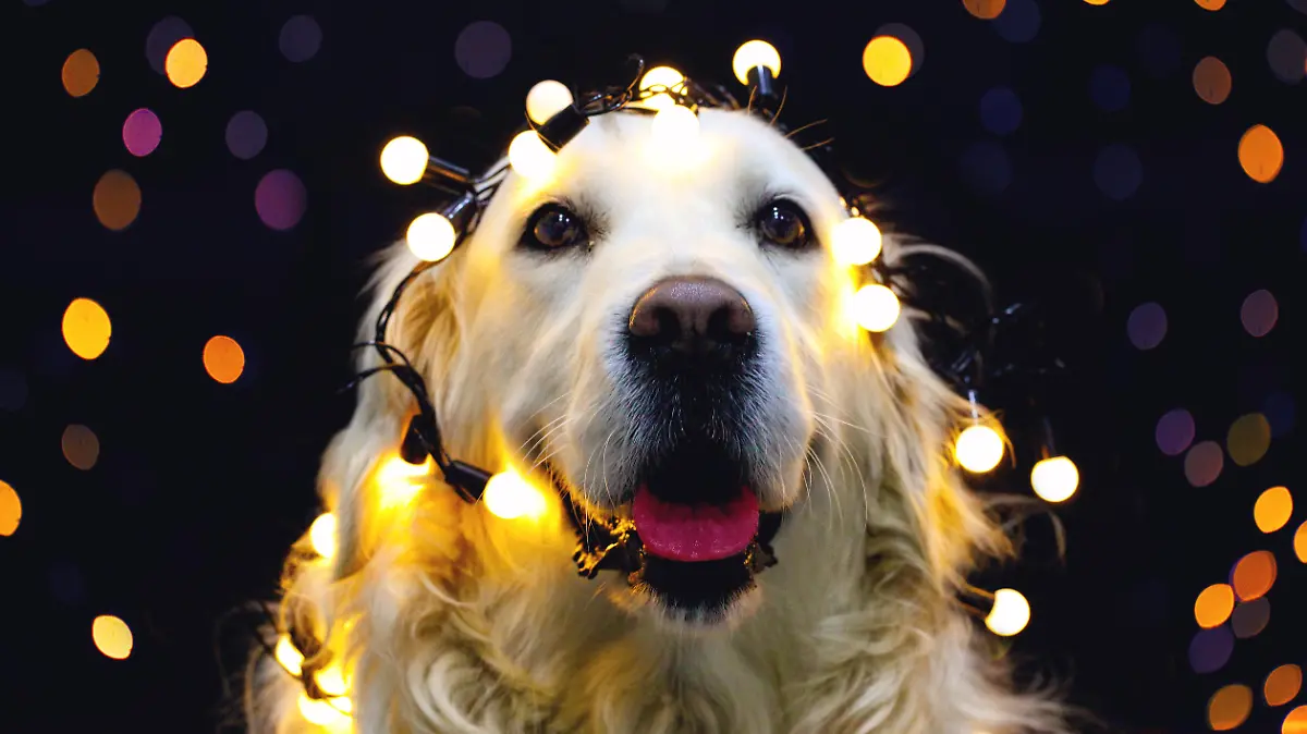 Hund an Silvester