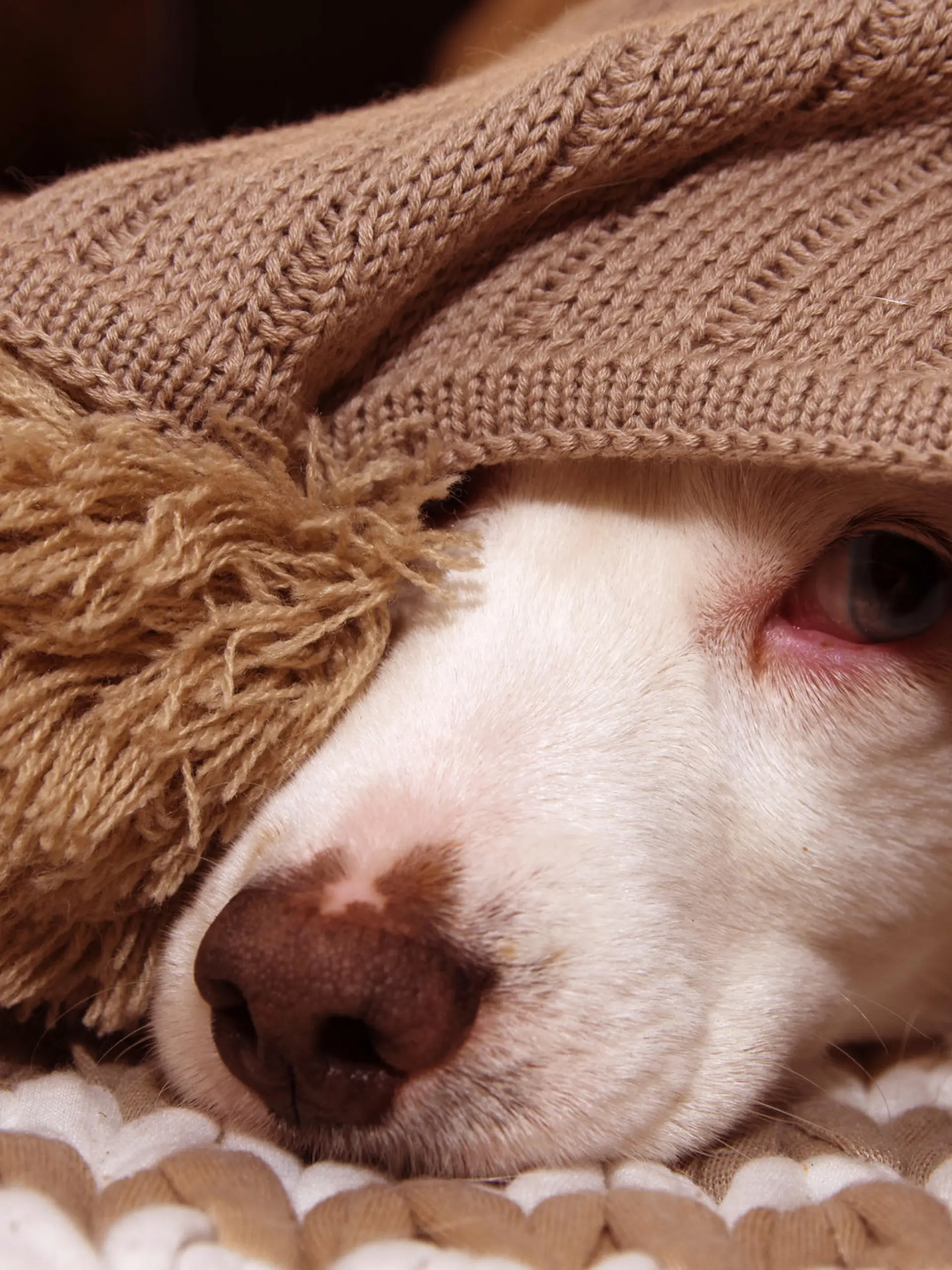 SICK OR SCARED DOG COVERED WITH A WARM  TASSEL BLANKET