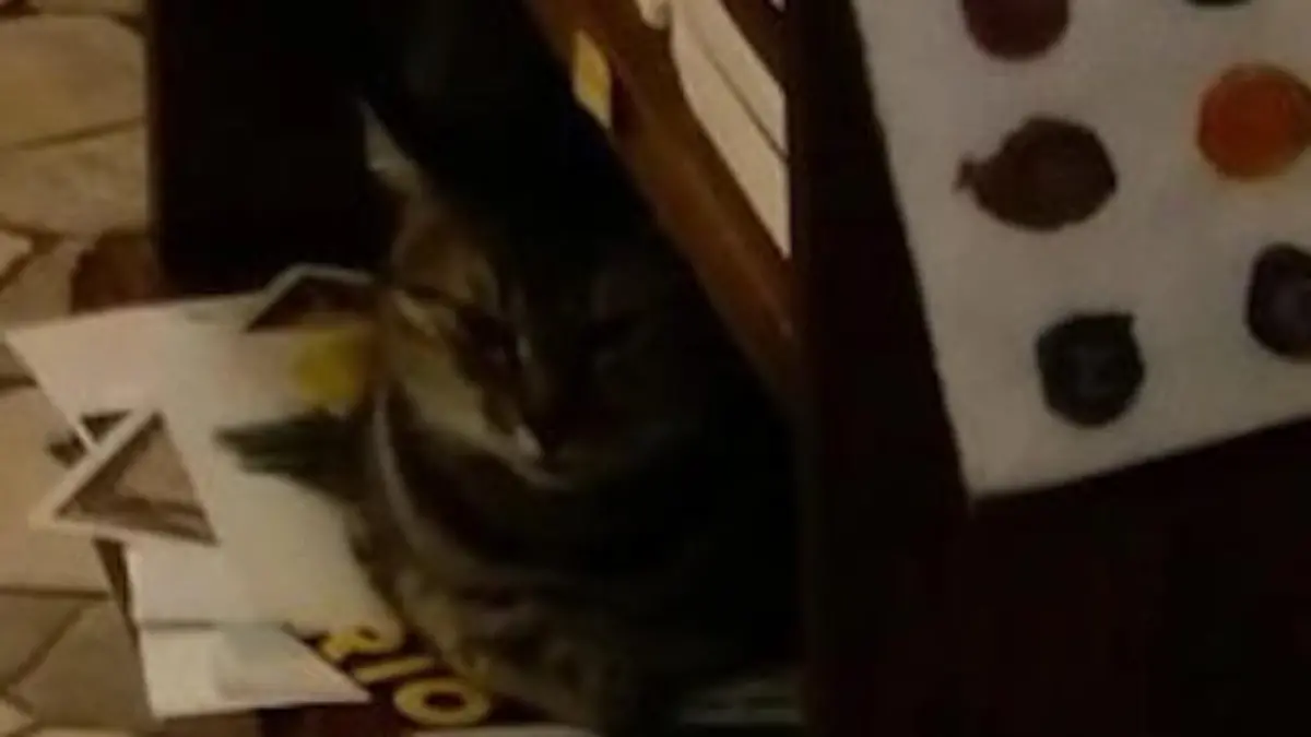 Nahaufnahme Katze