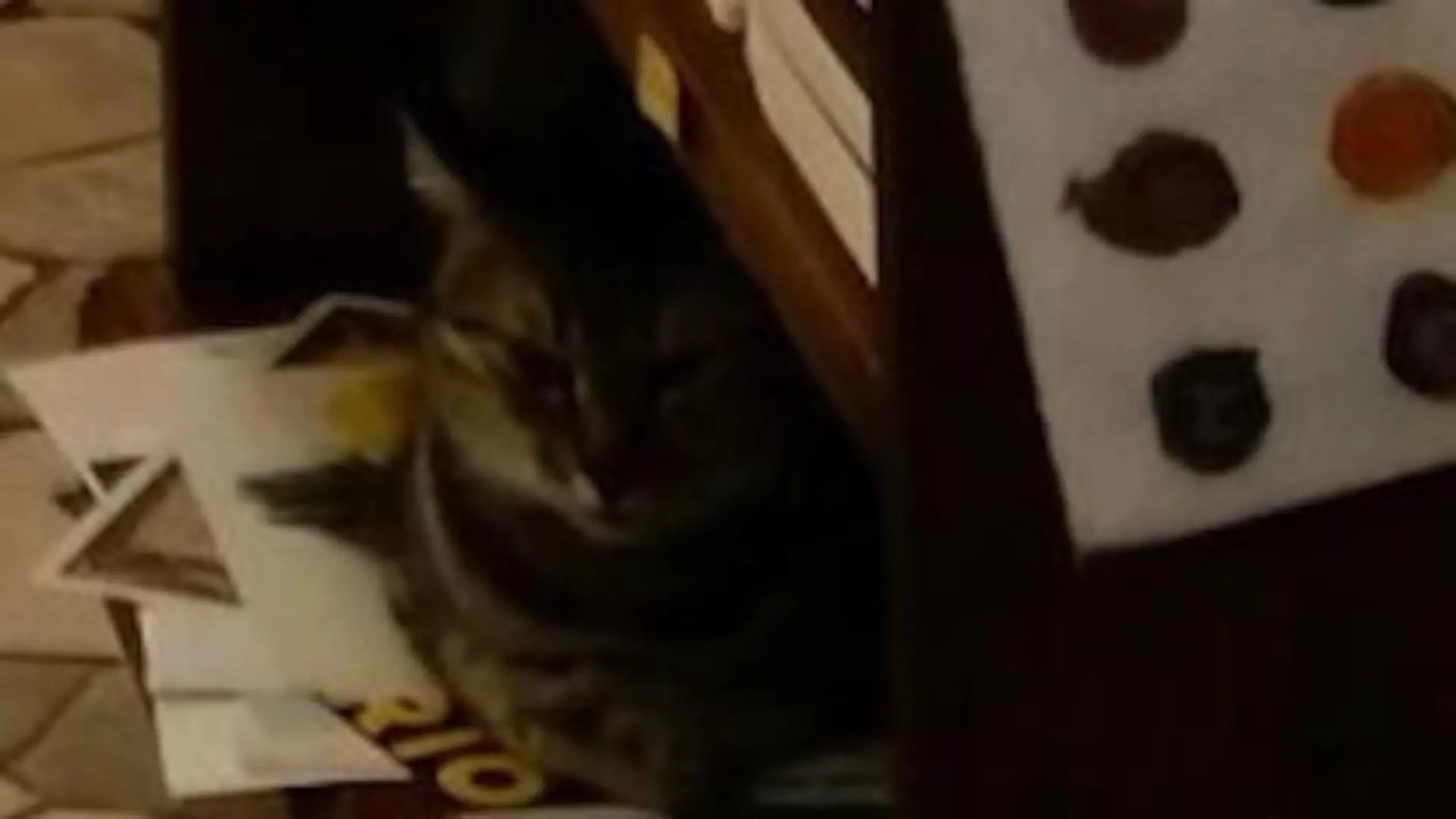 Nahaufnahme Katze