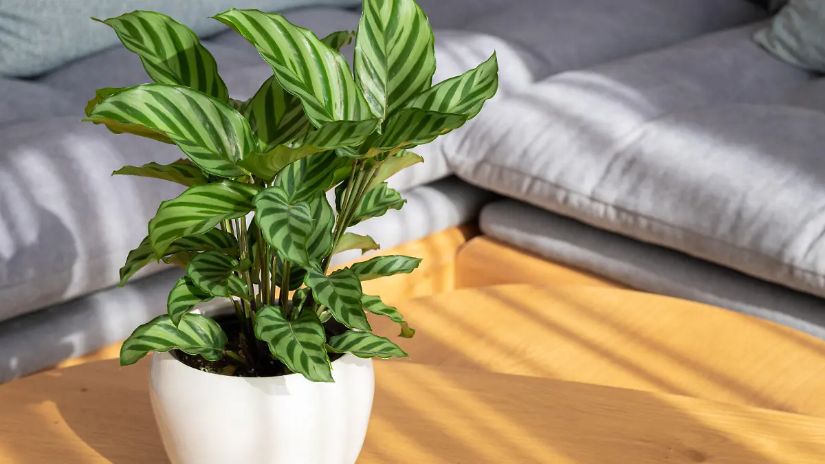 Calathea Freddie (Calathea concinna) plant in modern interior house