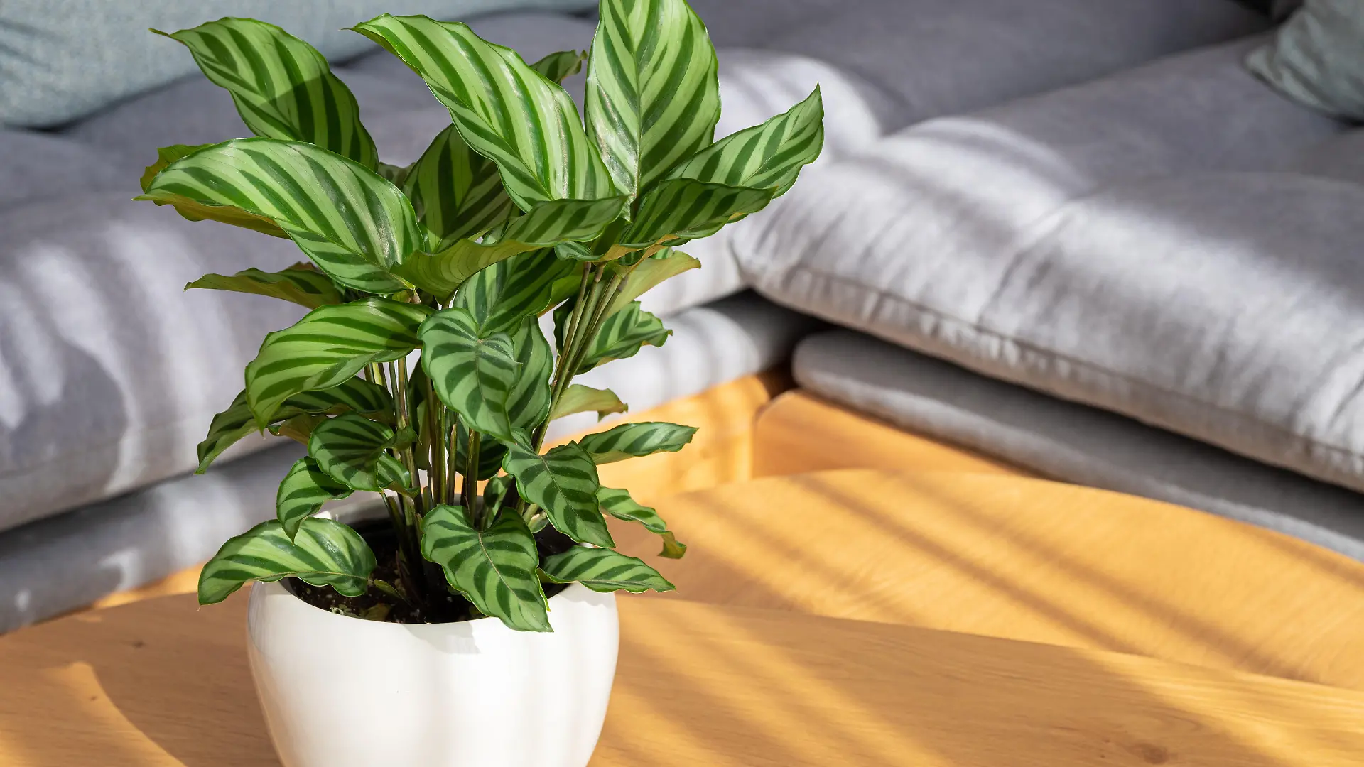 Calathea Freddie (Calathea concinna) plant in modern interior house