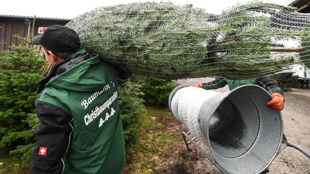 05.12.2018, Baden-Württemberg, Meckenbeuren: Weihnachtsbaumzüchter Herbert Baumann läuft mit einer Nordmann-Tanne auf der Schulter über seinen Hof, auf dem hunderte Christbäume zum Verkauf stehen. (zu dpa: «Weihnachtsbaumverkauf überall im Südwesten gestartet - Preise stabil» vom 07.12.2018) Foto: Felix Kästle/dpa +++ dpa-Bildfunk +++