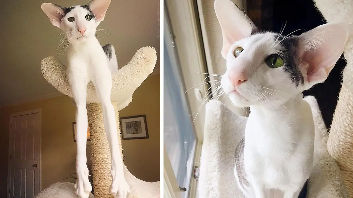 Teddy, eine Orientalische Kurzhaarkatze, hat richtig lange Beine