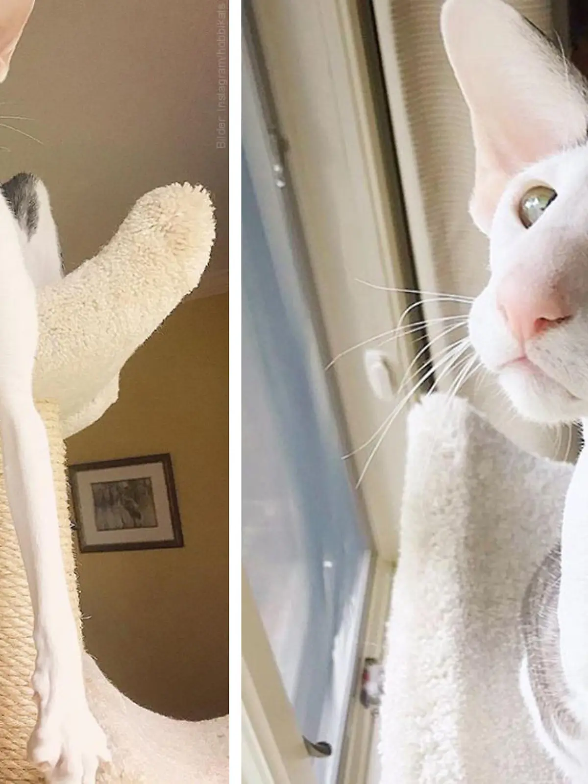 Teddy, eine Orientalische Kurzhaarkatze, hat richtig lange Beine