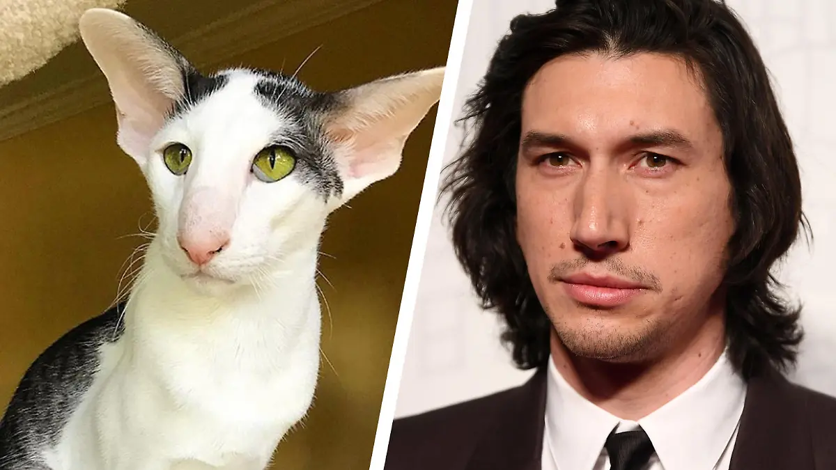Links Kater Teddy, rechts Adam Driver