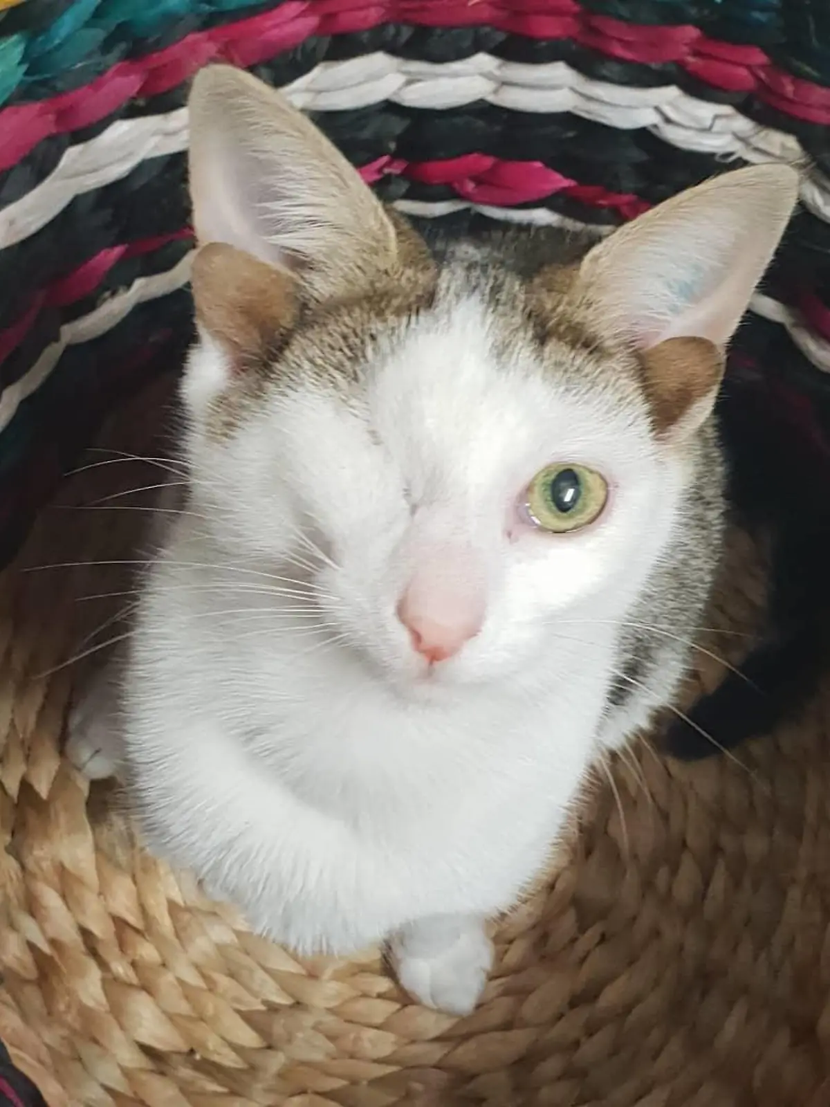 'Frankenkitten' aus Geelong bei Melbourne, Australien, ist eine Katze mit vier Ohren und nur einem Auge.