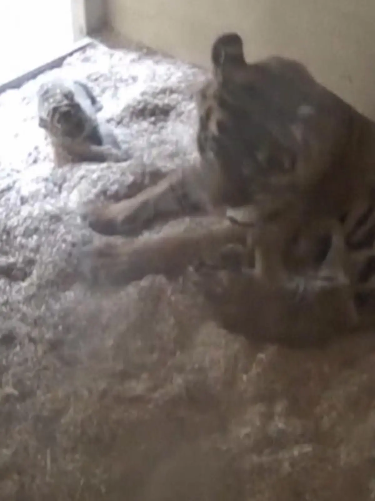 Im Zoo in Chester sind zwei Sumatra-Tiger-Babys zur Welt gekommen. Die Sumatra-Tiger sind vom Aussterben bedroht, daher ist der Nachwuchs ein echter Hoffnungsschimmer.