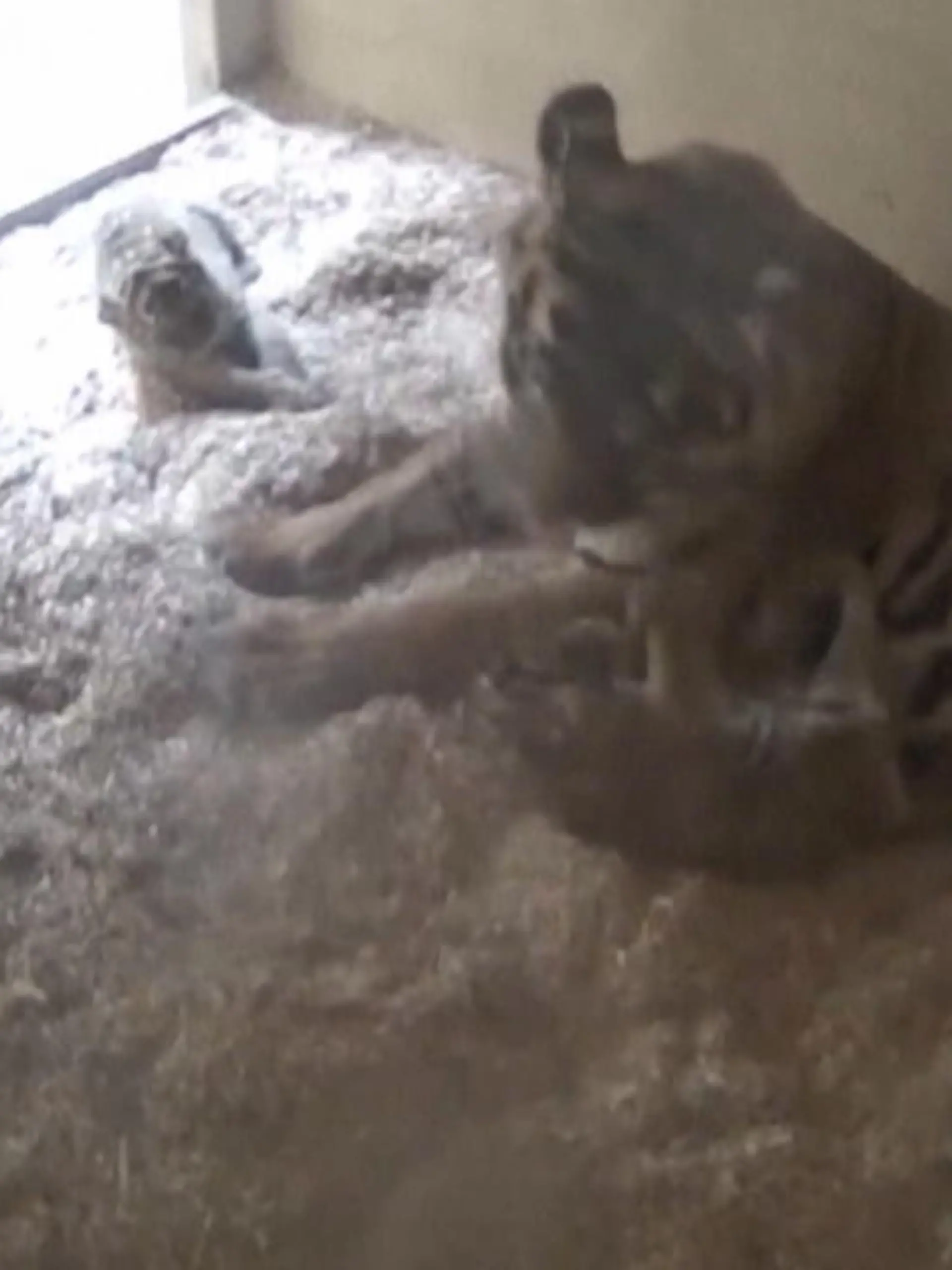 Im Zoo in Chester sind zwei Sumatra-Tiger-Babys zur Welt gekommen. Die Sumatra-Tiger sind vom Aussterben bedroht, daher ist der Nachwuchs ein echter Hoffnungsschimmer.
