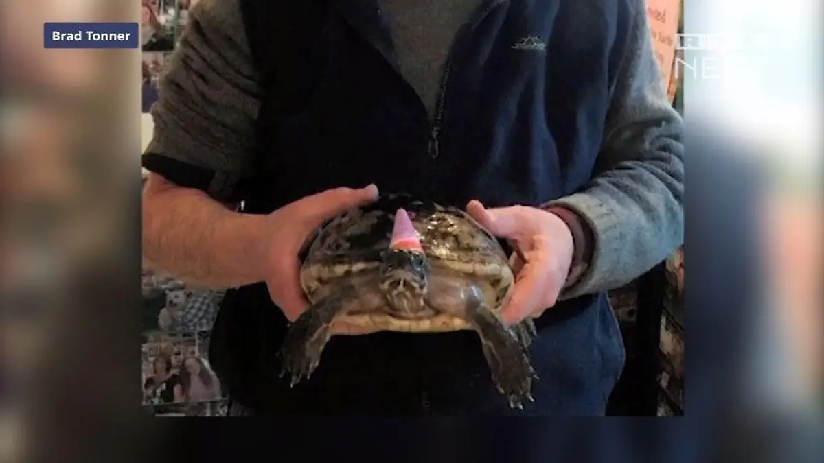 Große Party zum 50. von Schildkröte Diane! Partyhüte, Geburtstagstorte & Co.