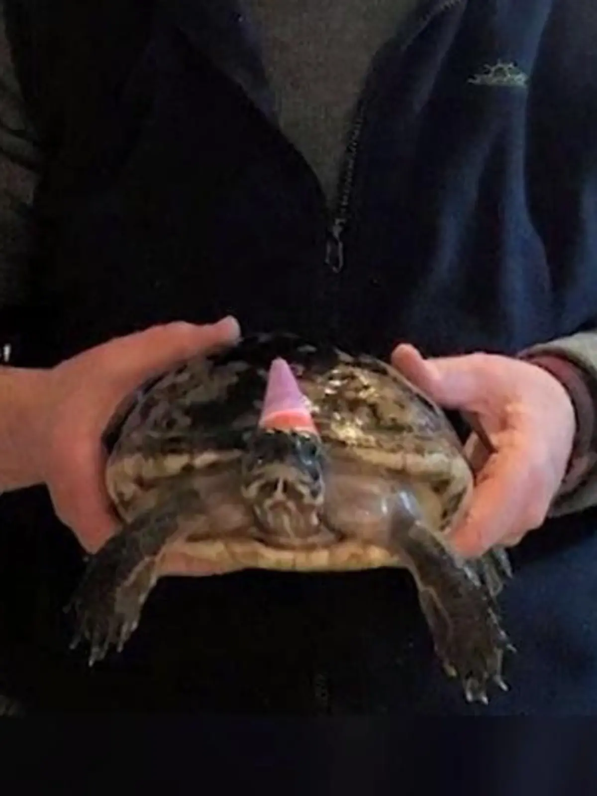 Bild zu: "Große Party zum 50. von Schildkröte Diane!"