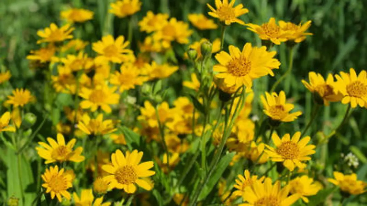 Ringelblume