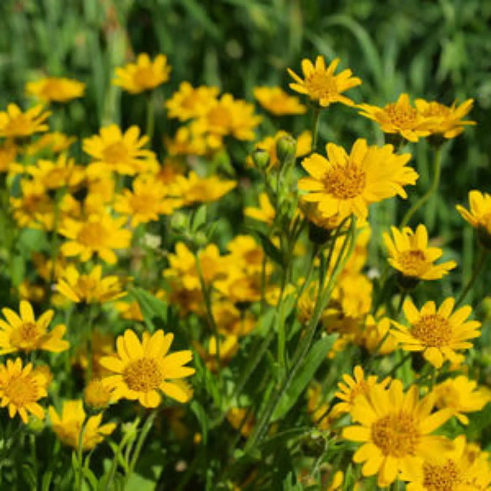Ringelblume Logo von Ringelblume