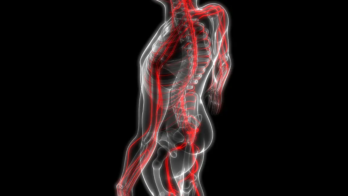 Menschliches Skelett mit Nervensystem