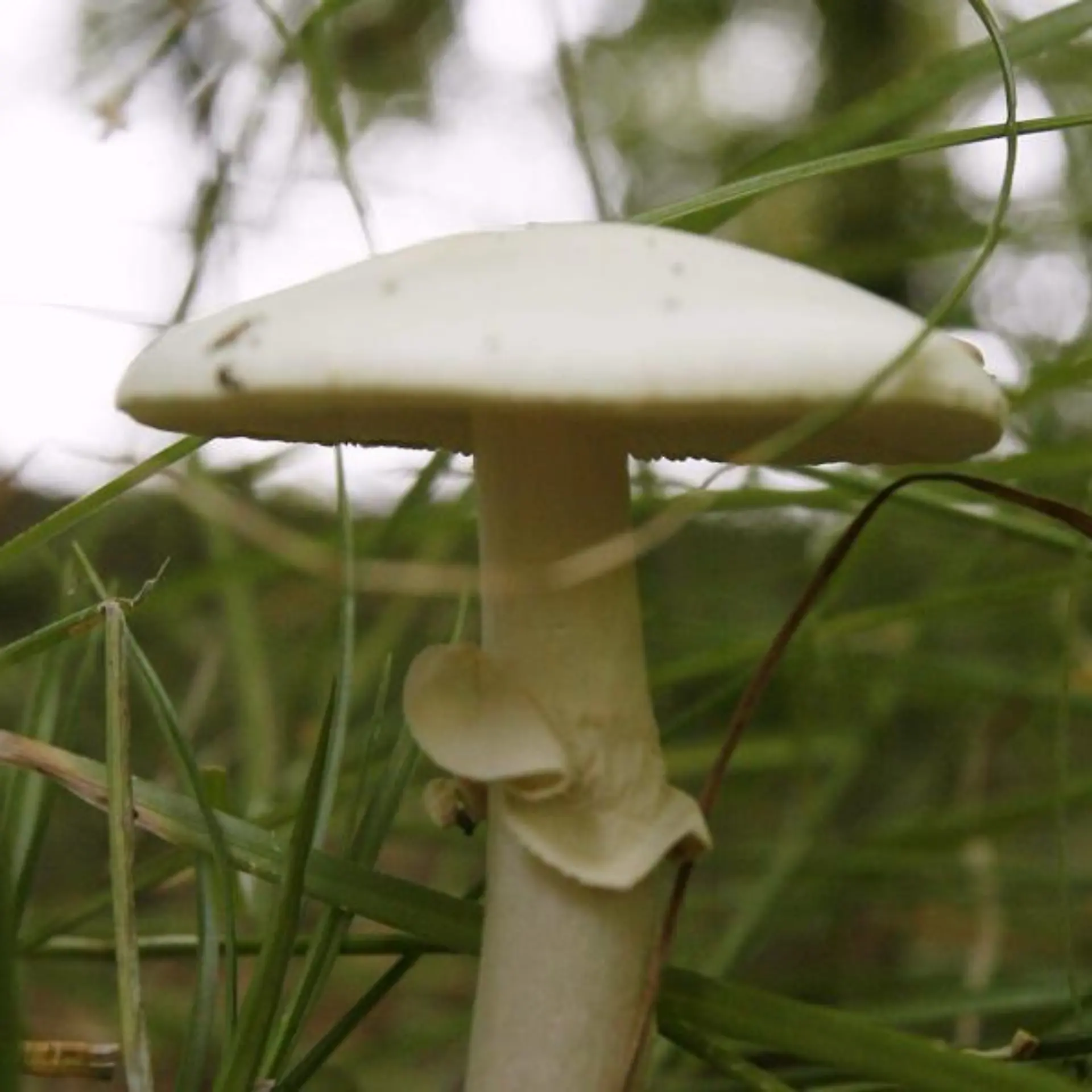 Knollenblätterpilz Logo von Knollenblätterpilz